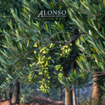 Aceite de Oliva Extra Virgen Alonso Blend Ligero 5 LT - Imagen 3
